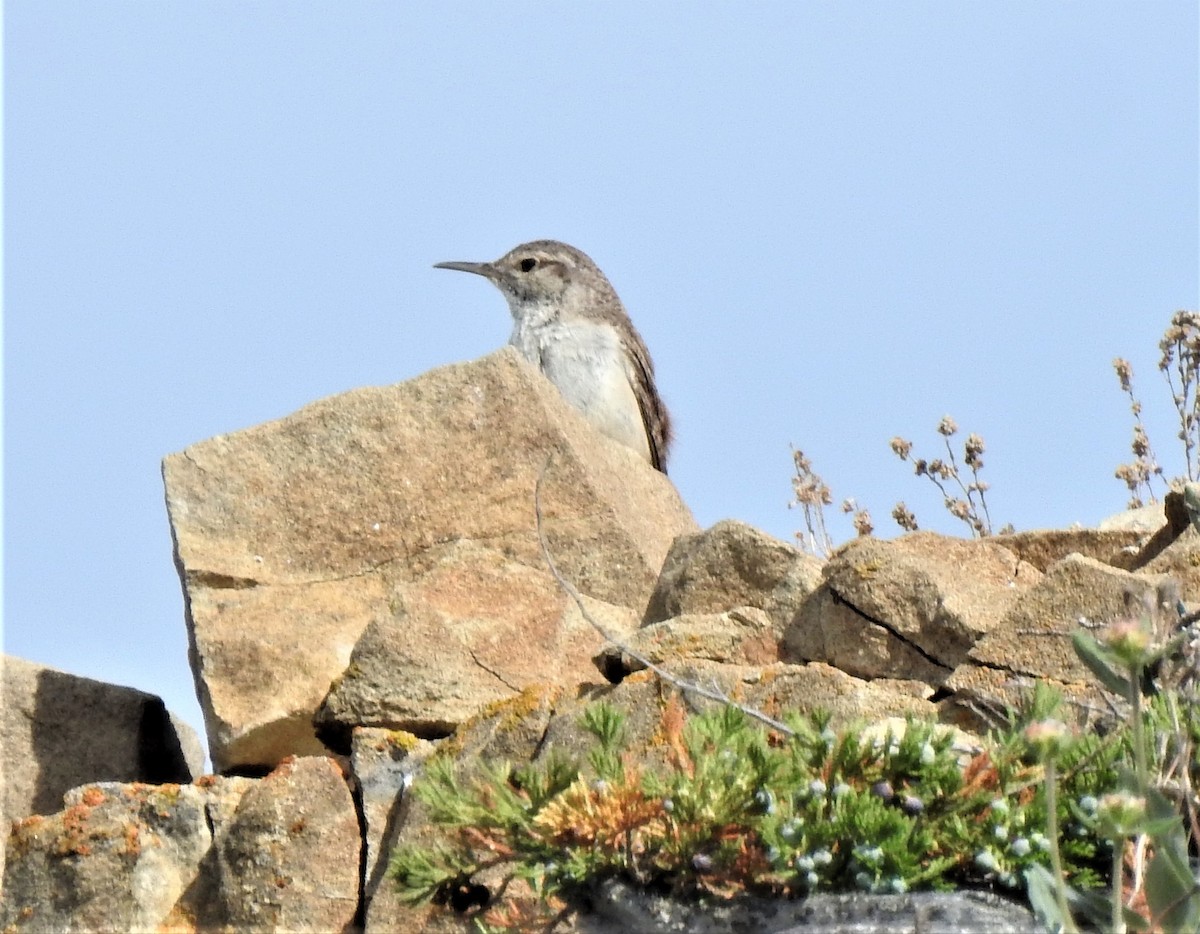 Rock Wren - Nancy Douglas