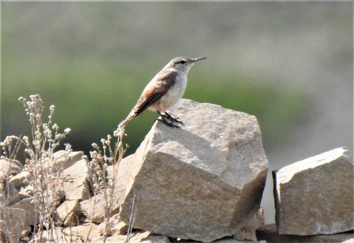 Rock Wren - ML585146341