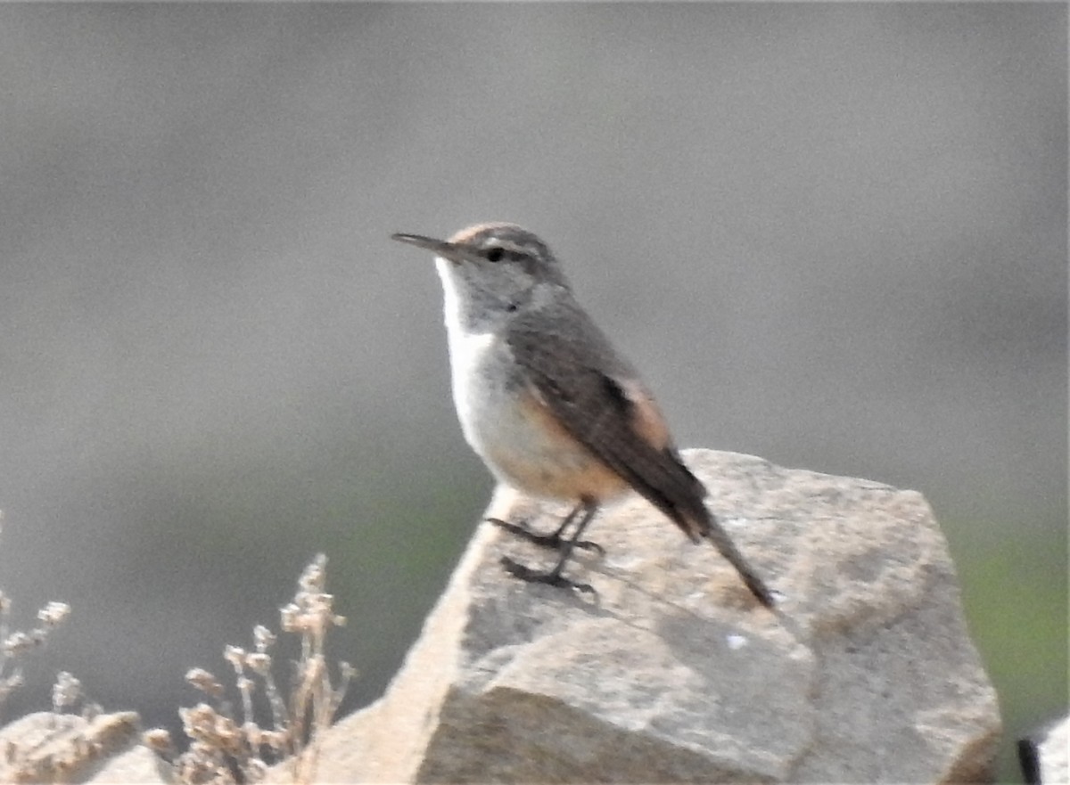 Rock Wren - Mike Cowlard