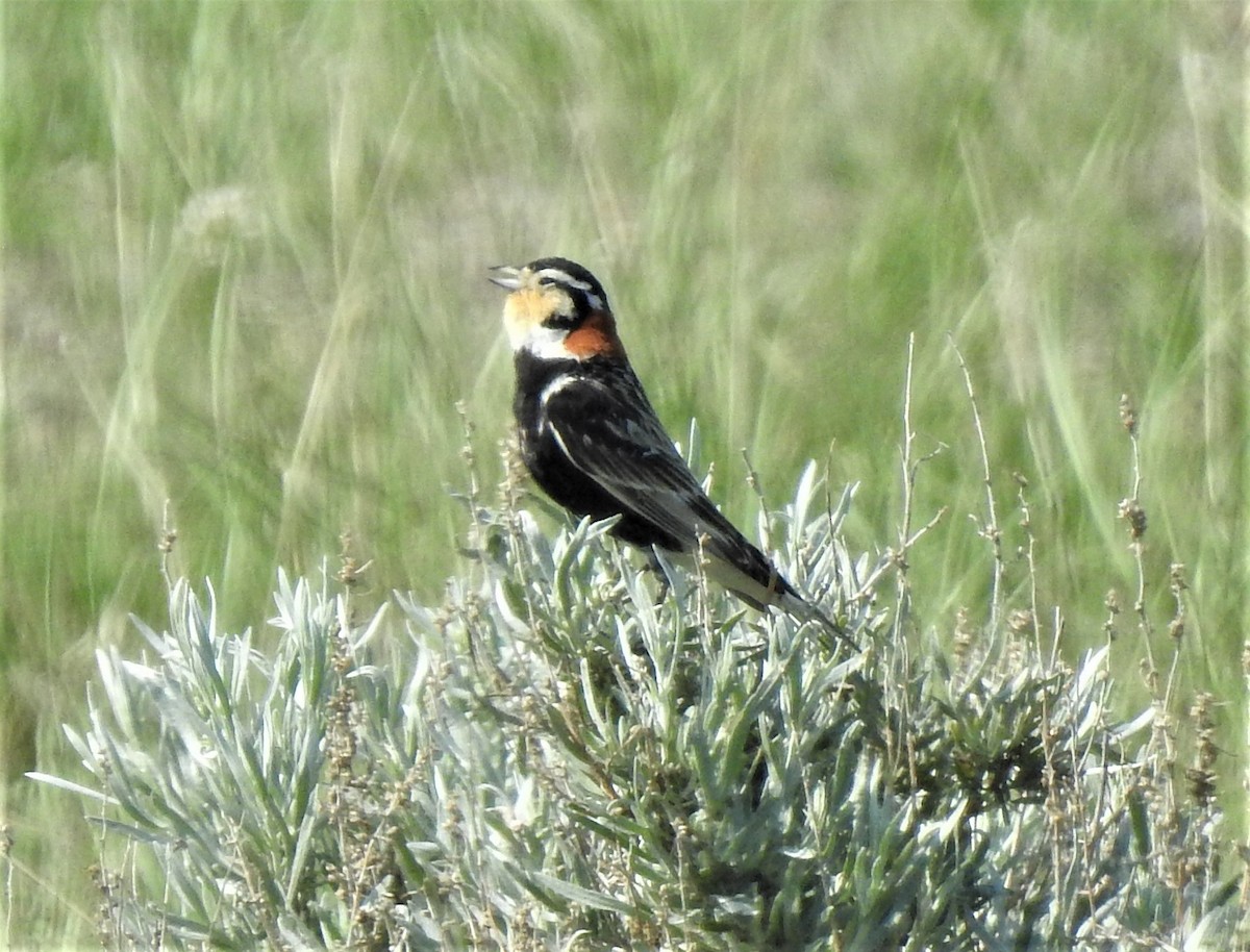 Chestnut-collared Longspur - ML585147861