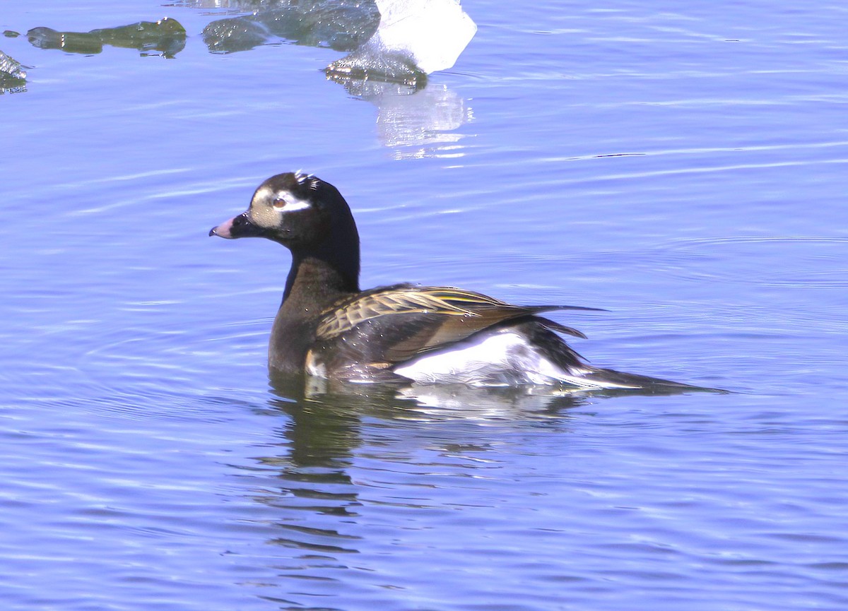 Long-tailed Duck - Sue Riffe