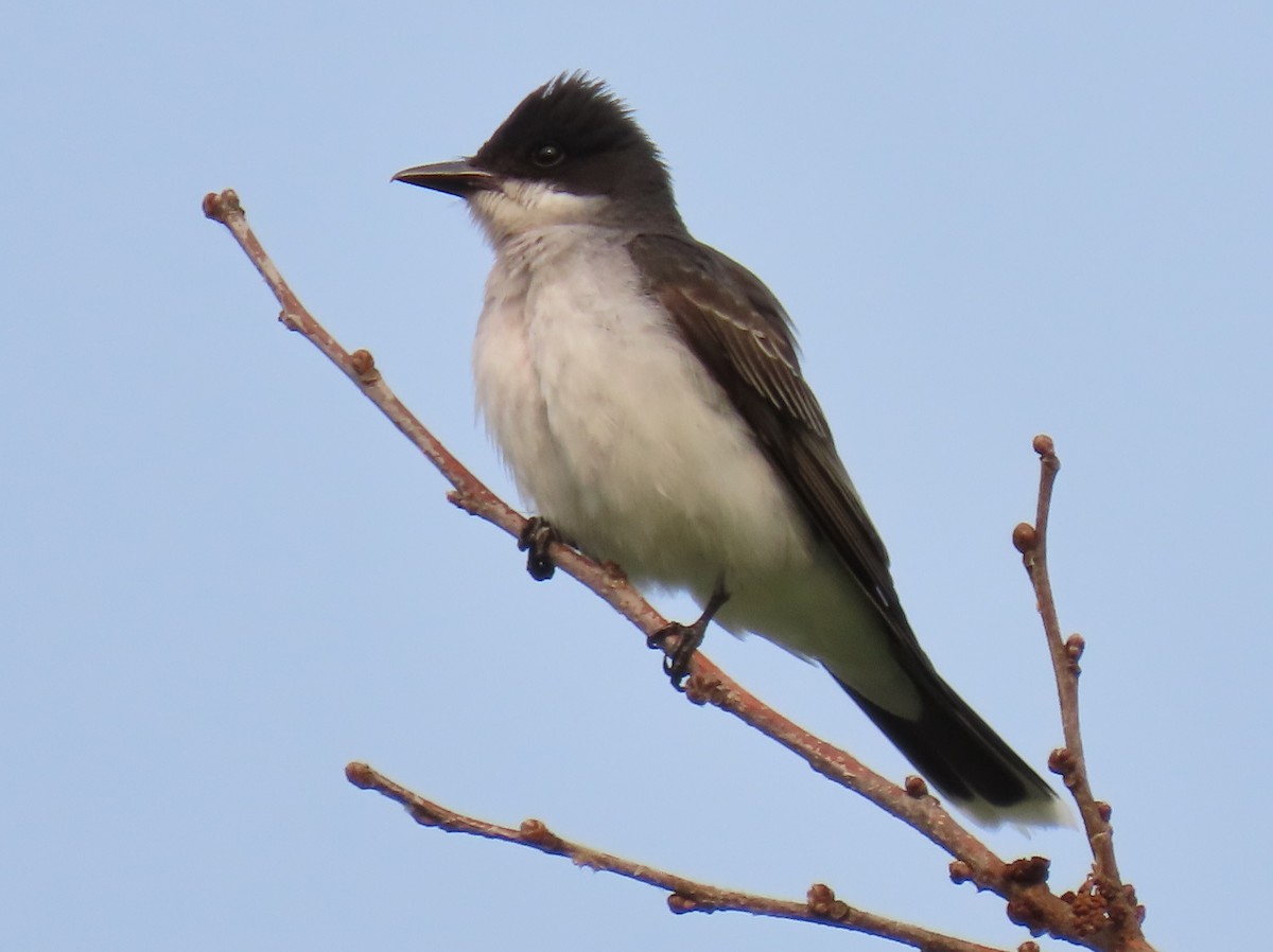 Eastern Kingbird - ML585150451