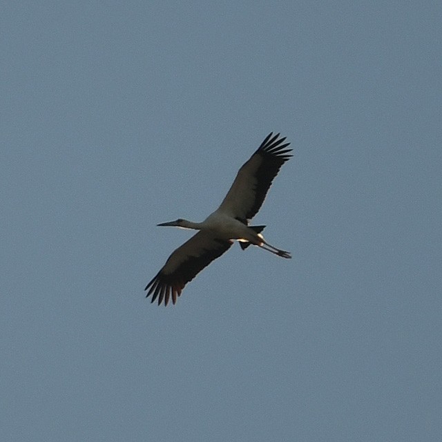 Maguari Stork - ML585152231
