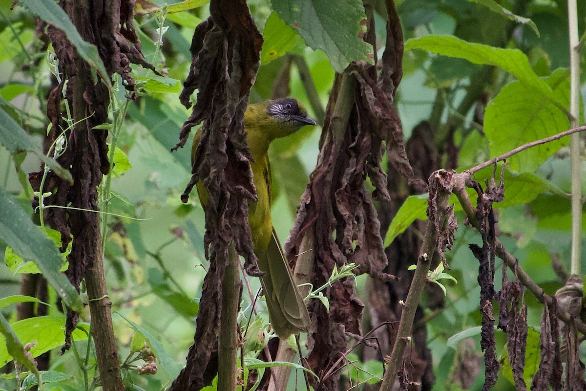 Stripe-cheeked Greenbul - Daniel Blok 🦤