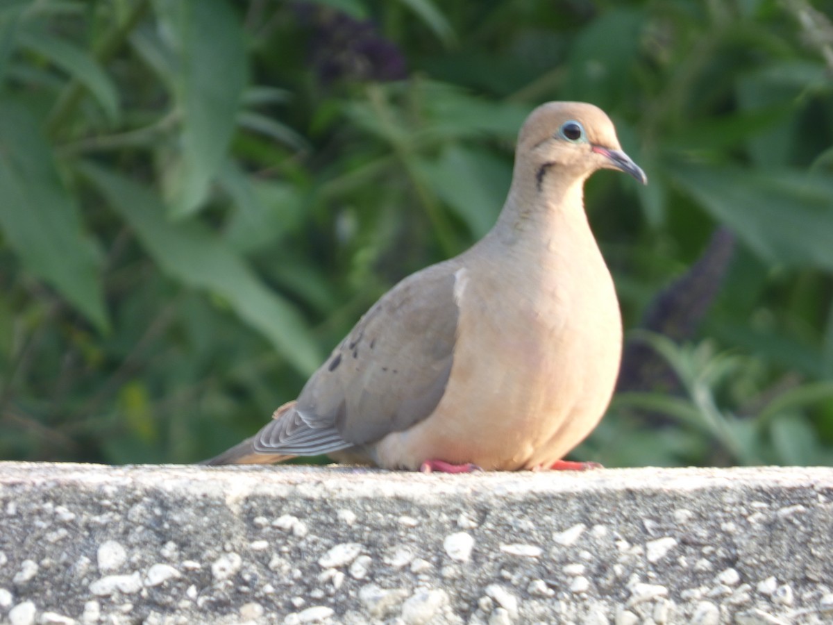 Mourning Dove - ML585152771