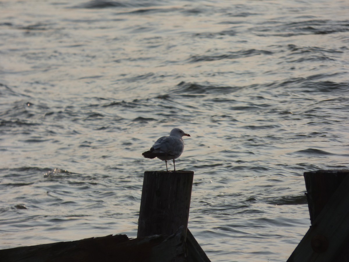 Herring Gull - ML585152841