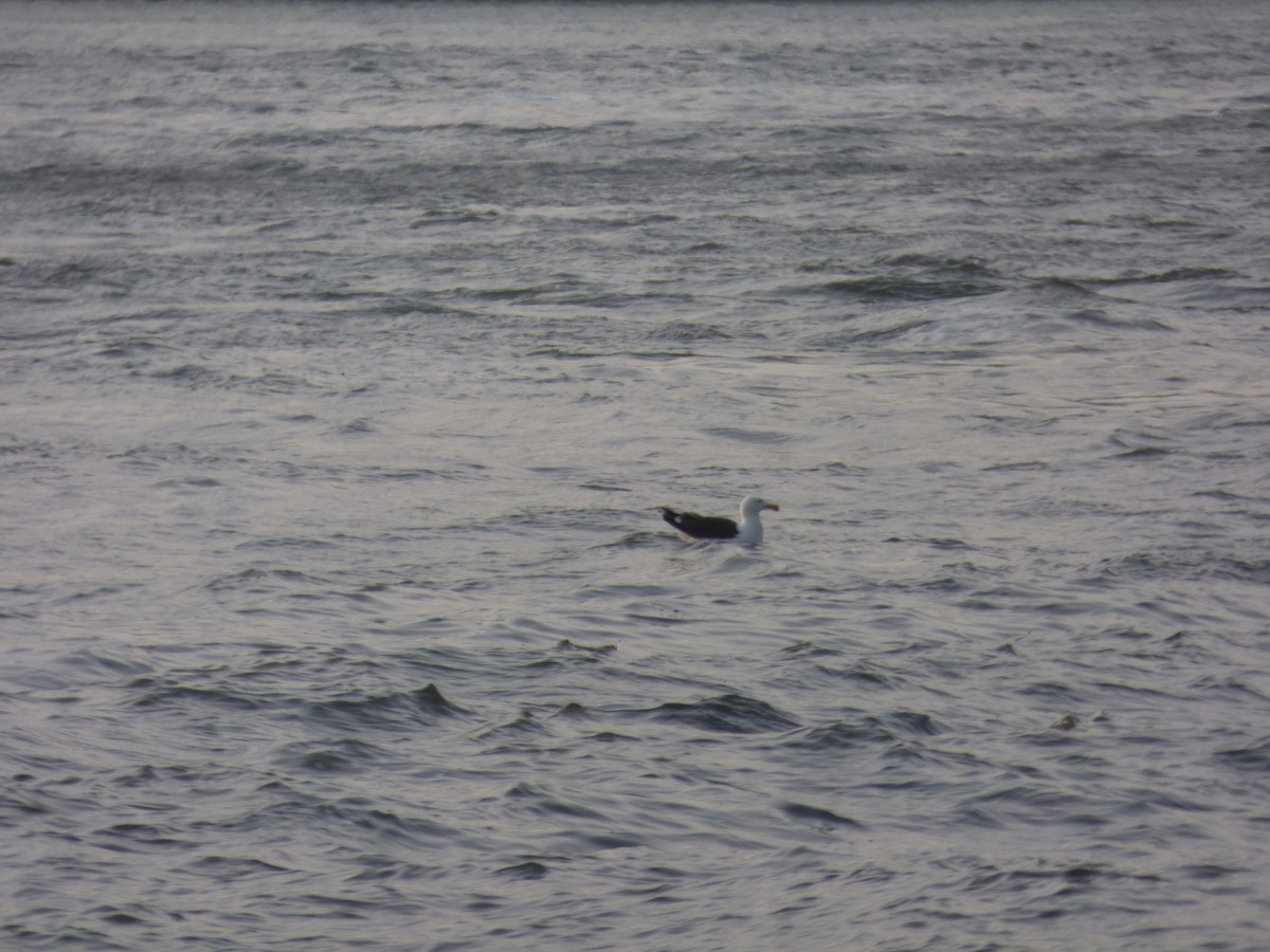 Great Black-backed Gull - ML585152911