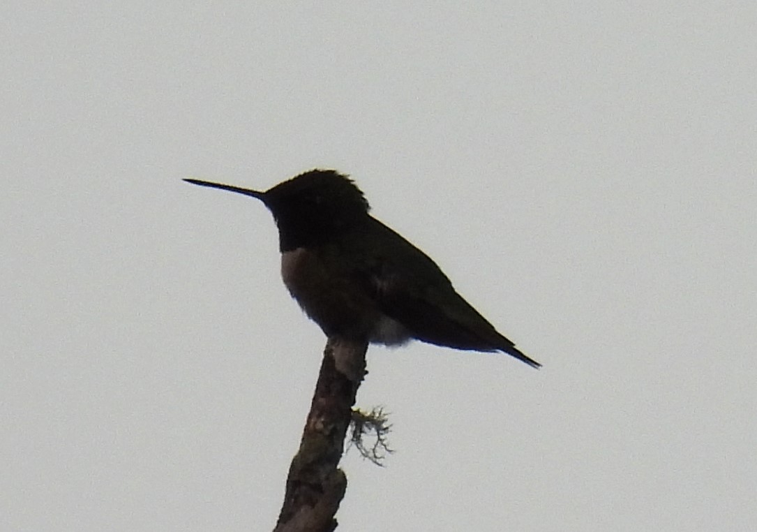 Ruby-throated Hummingbird - ML585152971