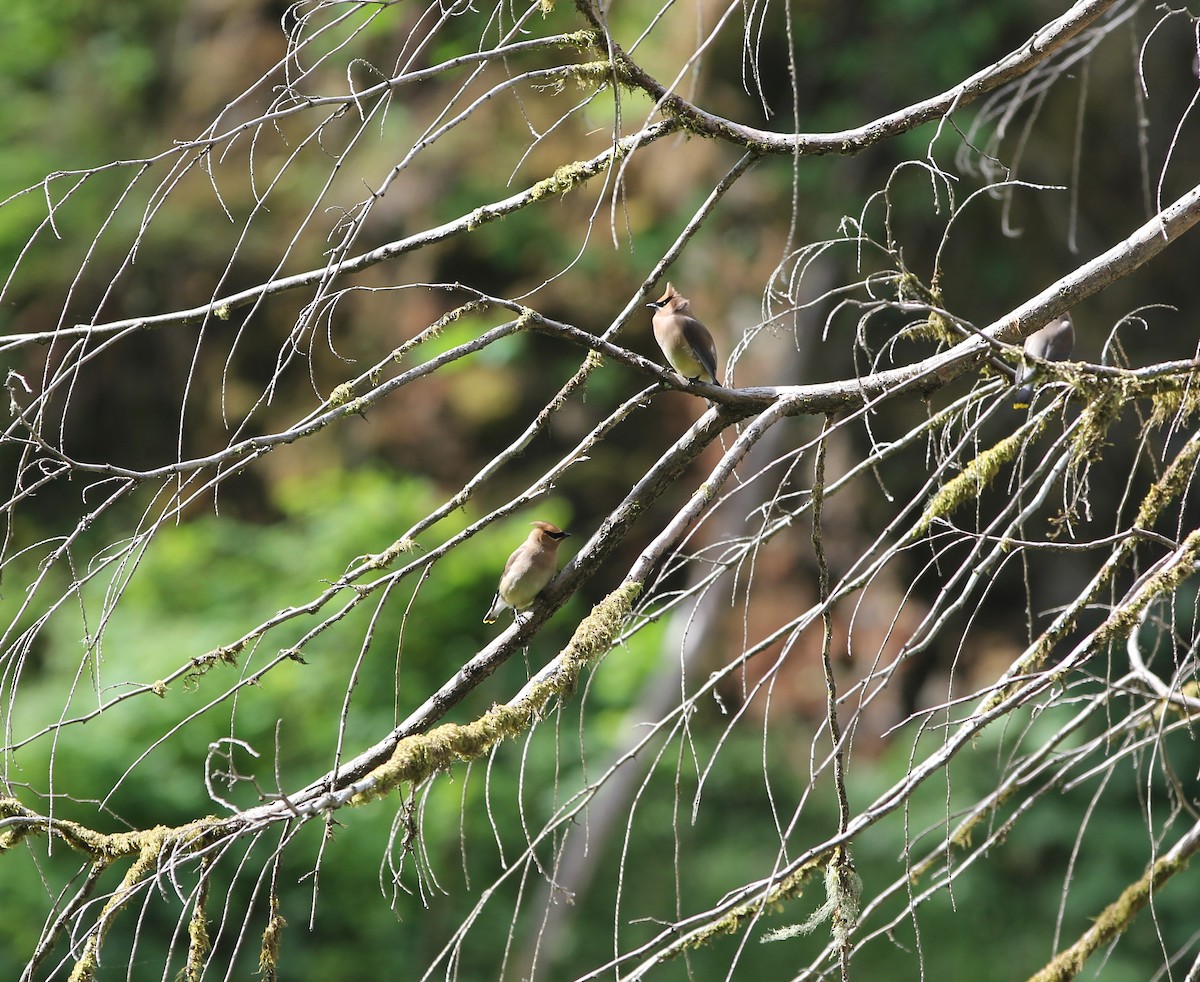 Cedar Waxwing - ML585153171