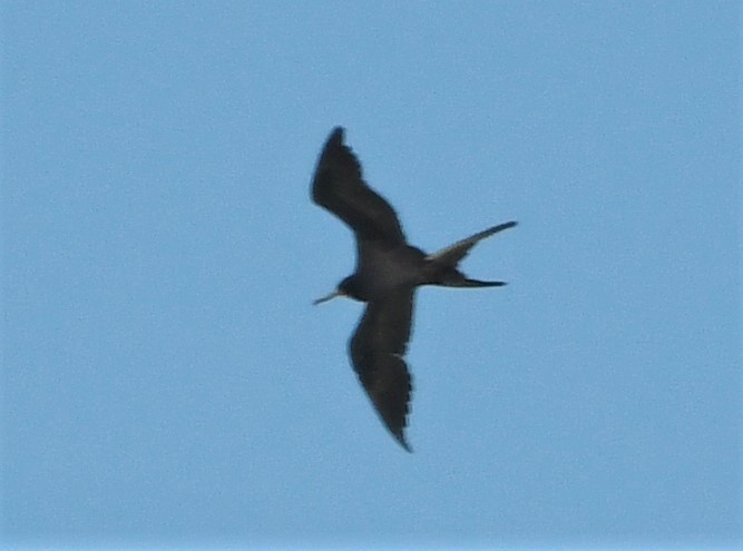 Magnificent Frigatebird - ML585153301