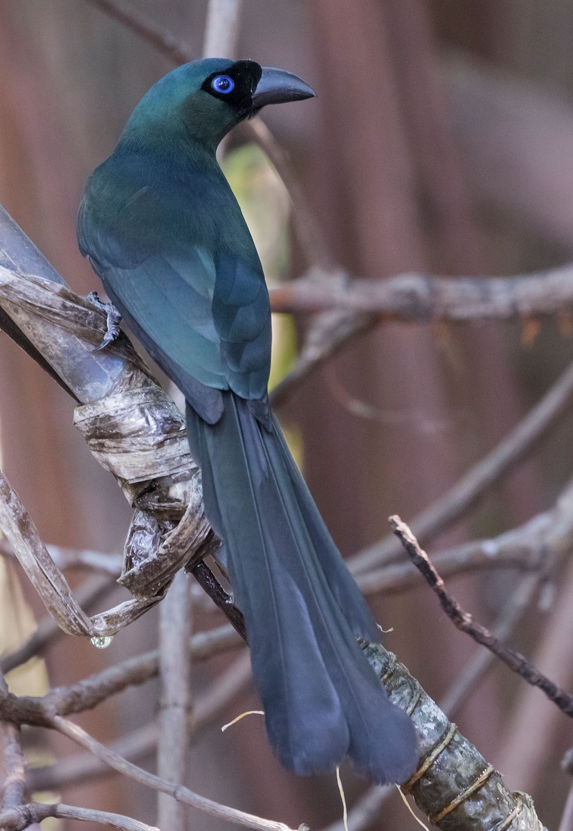 Racket-tailed Treepie - ML585153601