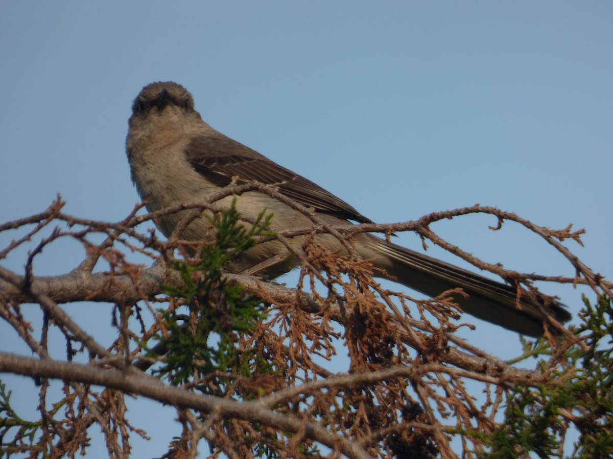 Northern Mockingbird - ML585153991