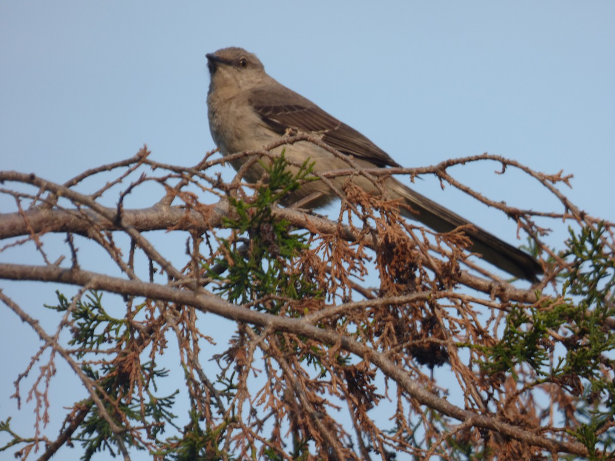 Northern Mockingbird - ML585154181