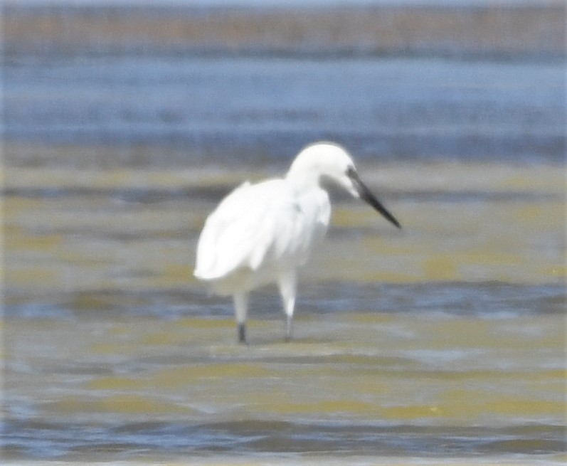 Reddish Egret - ML585154301