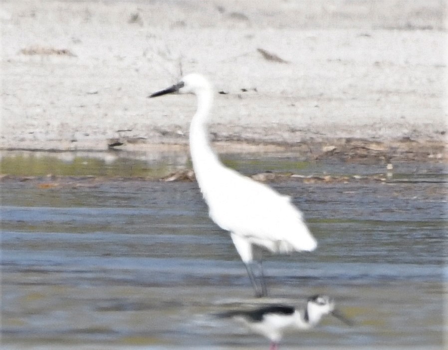 Reddish Egret - ML585154571