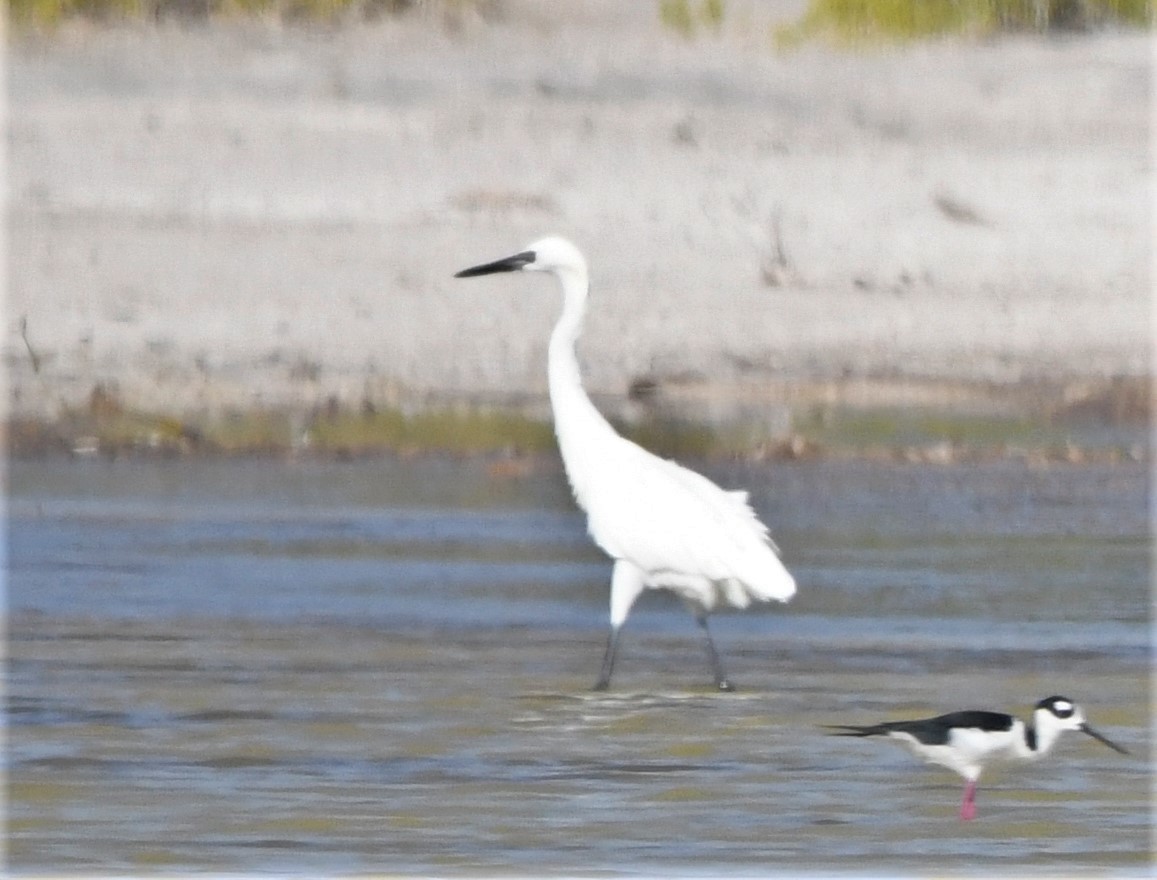 Reddish Egret - ML585154591