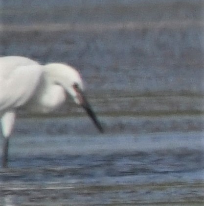 Reddish Egret - ML585154601