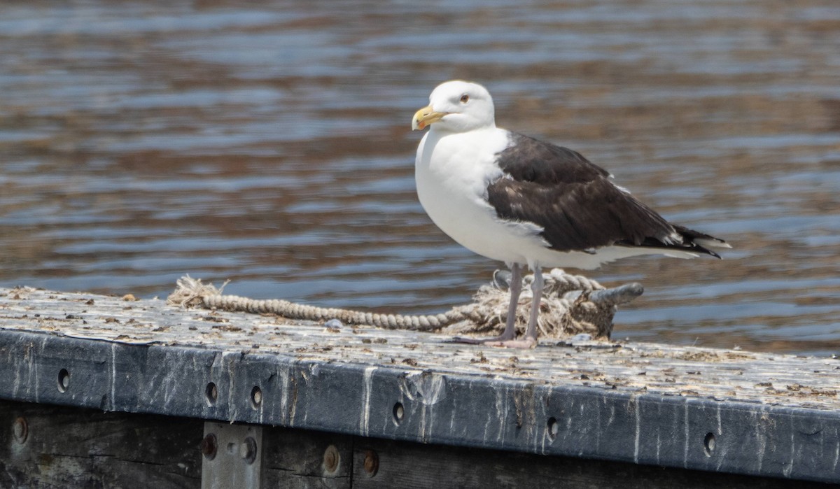 Great Black-backed Gull - ML585155261