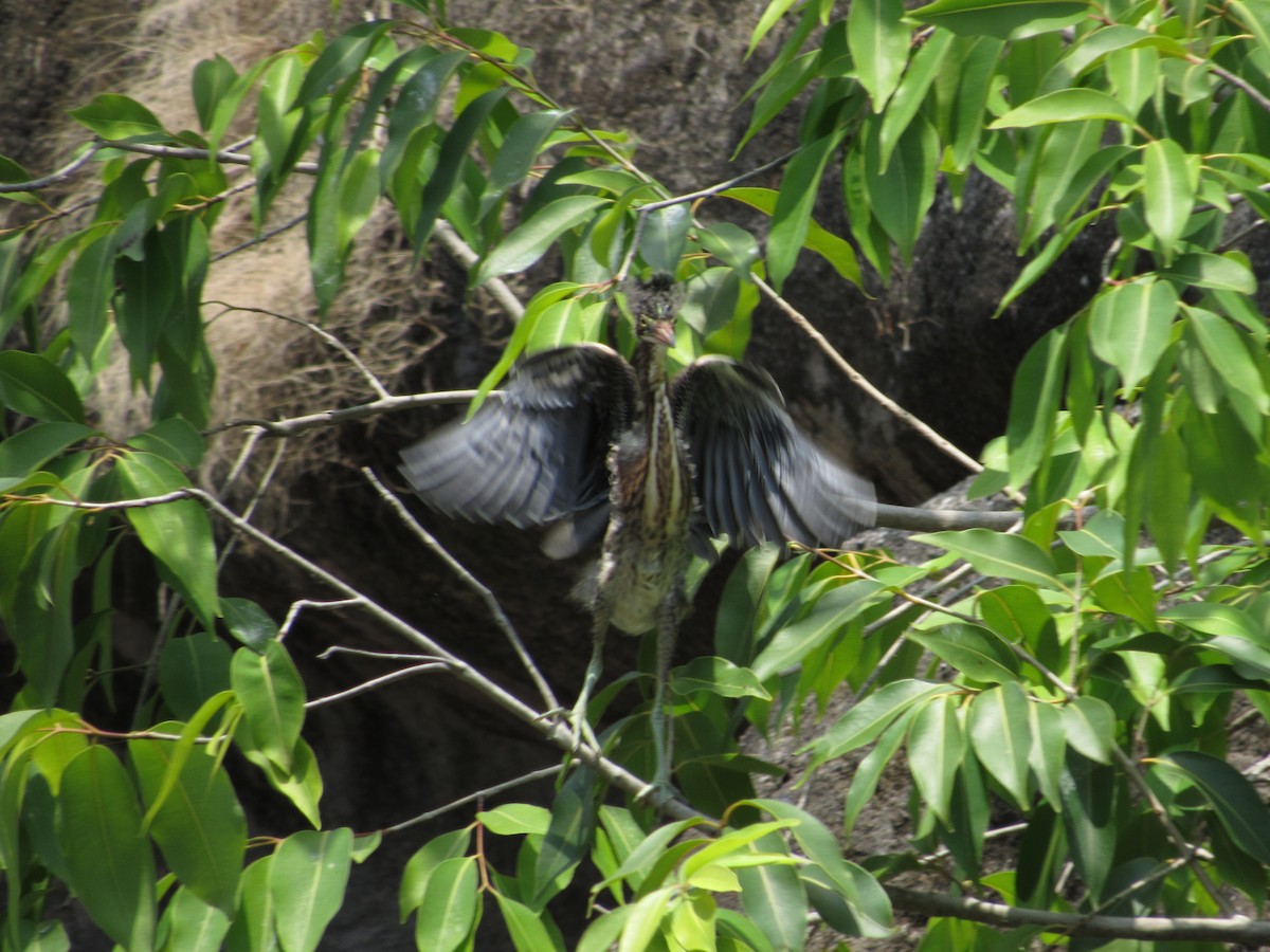 Green Heron - ML58515541