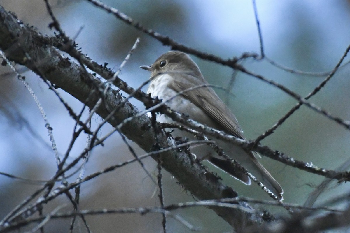 Swainson's Thrush - ML585155611