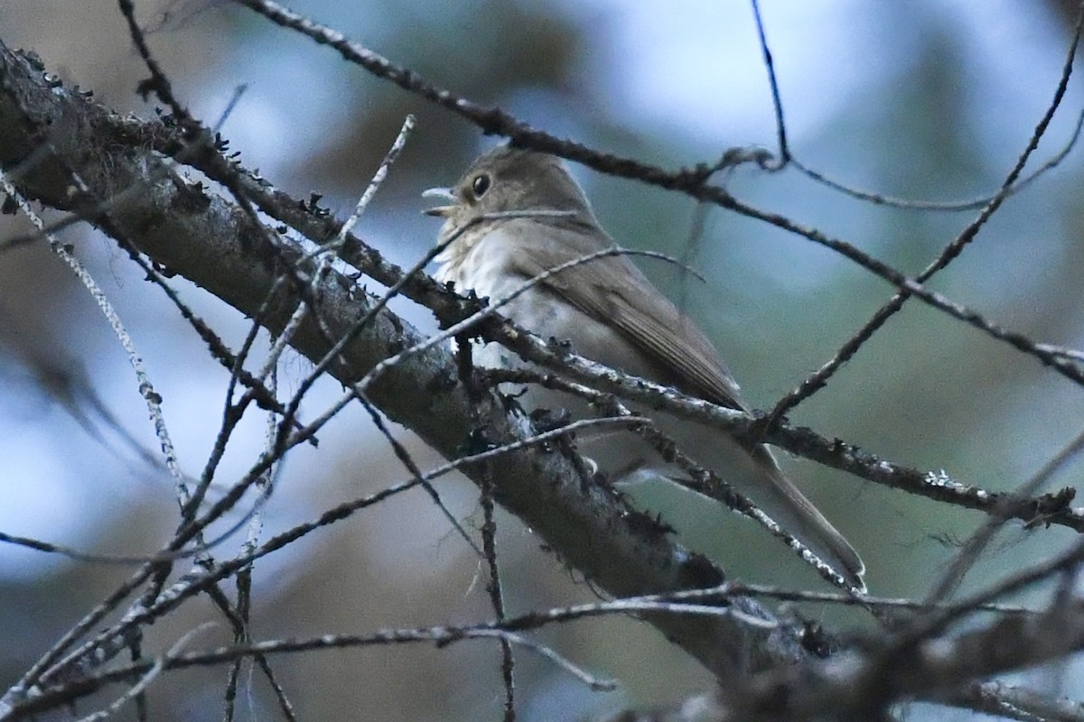 Swainson's Thrush - ML585155621