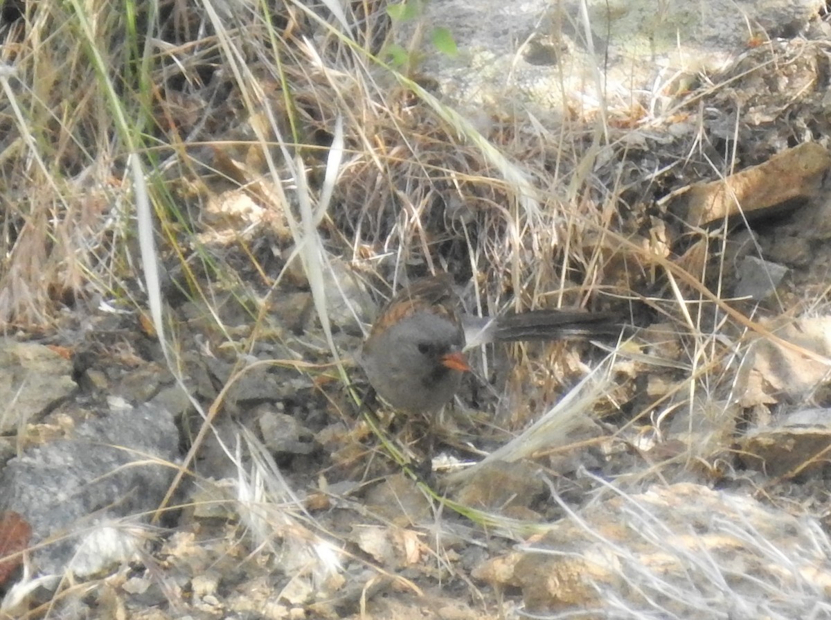 Black-chinned Sparrow - ML585155661