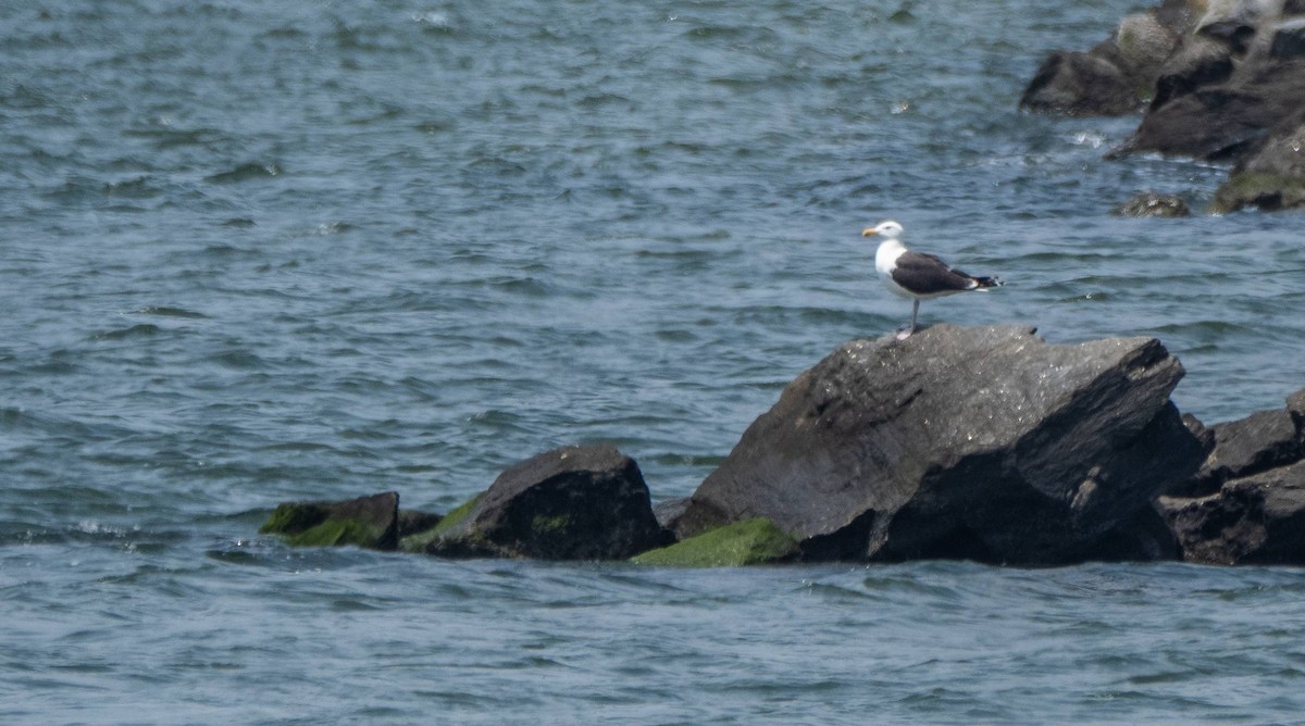 Great Black-backed Gull - ML585155951