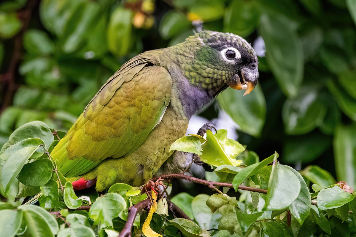 Scaly-headed Parrot - ML585157821