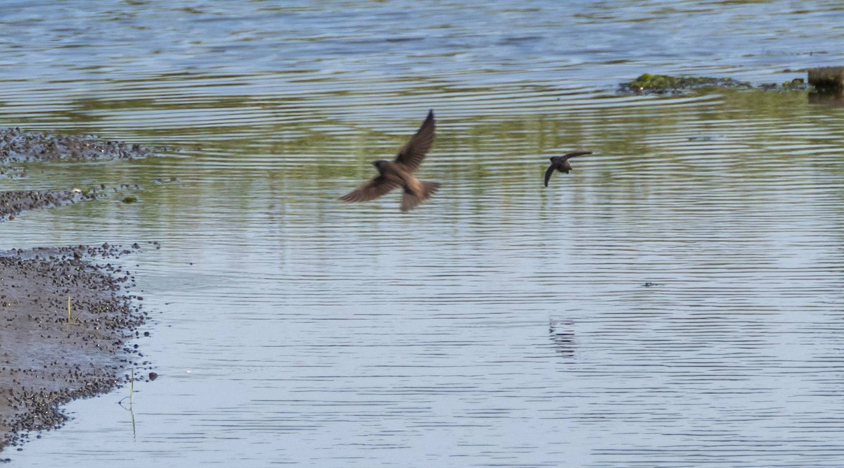 Chimney Swift - ML585158301