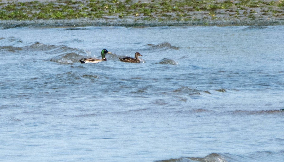 Canard colvert - ML585158321