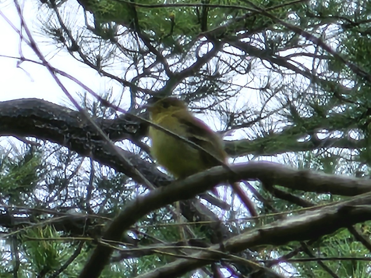 Western Flycatcher (Cordilleran) - ML585159201