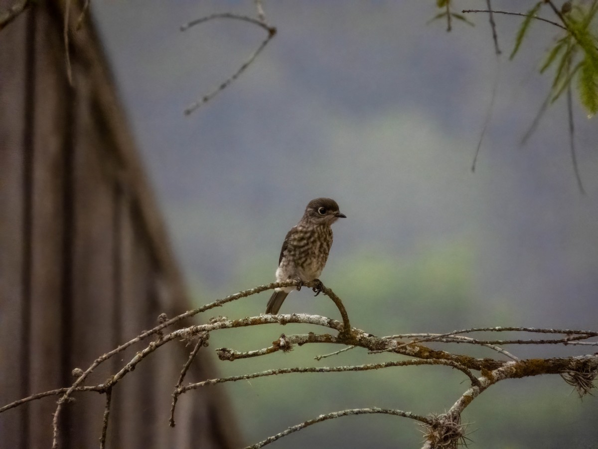 Eastern Bluebird - ML585159211