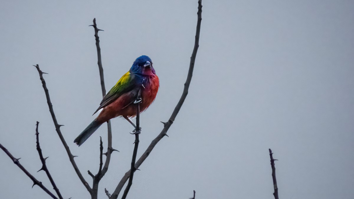 Painted Bunting - ML585159321