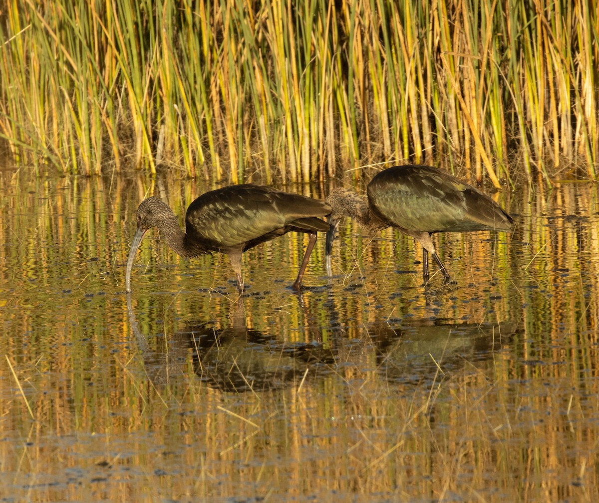 White-faced Ibis - ML585160101