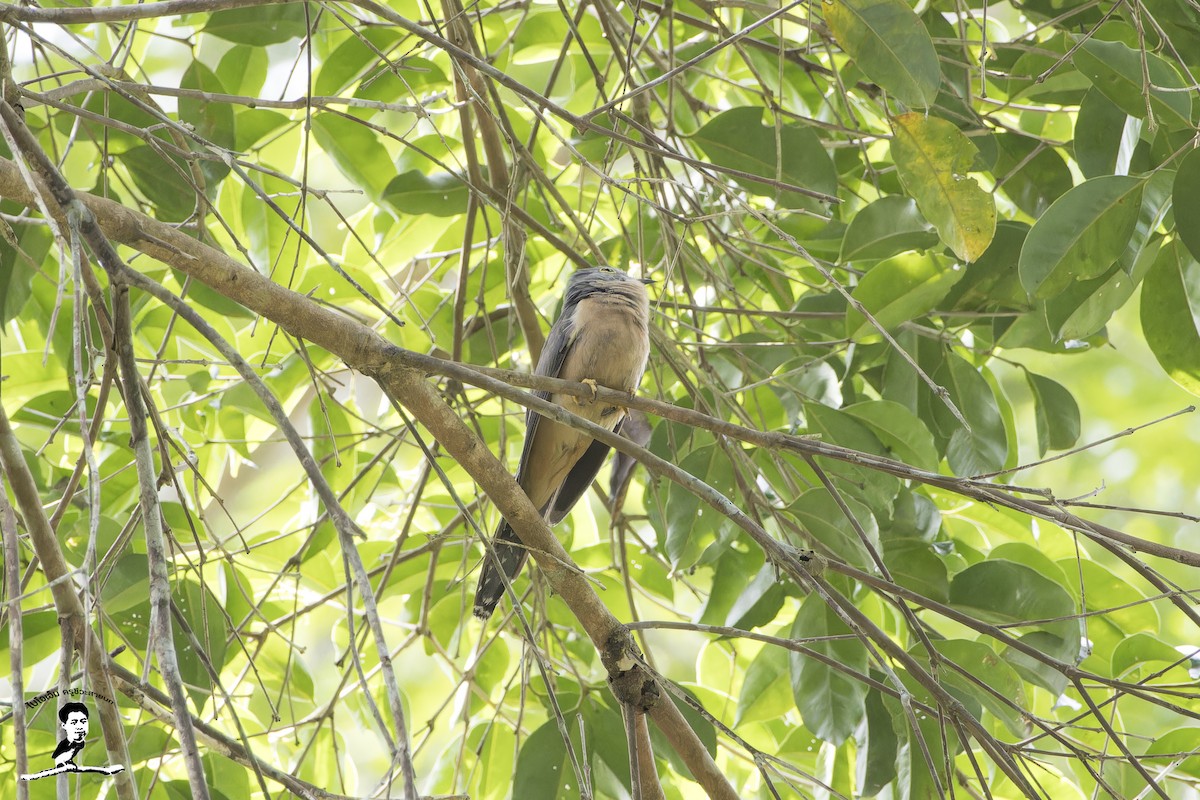 Cuco Varioloso (sepulcralis/everetti) - ML585160461