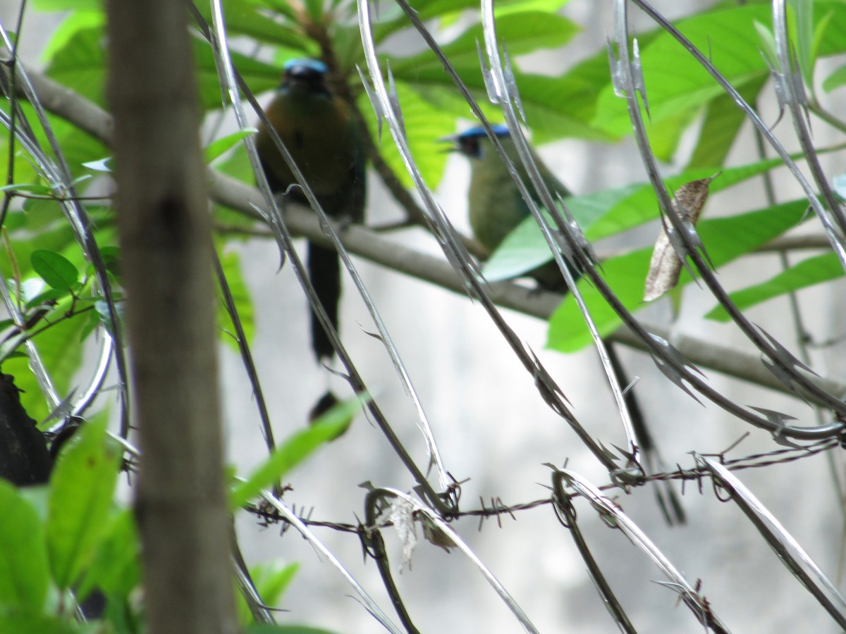 Lesson's Motmot - ML58516051