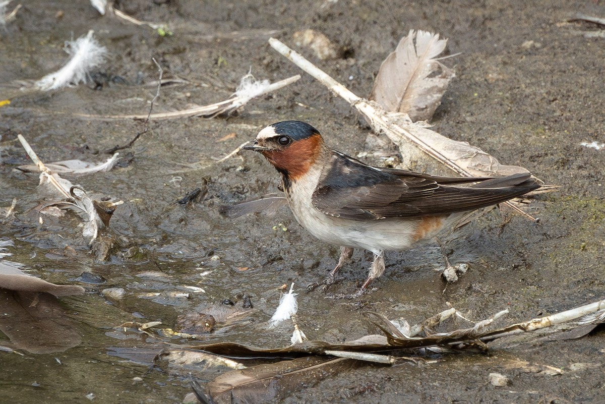 Cliff Swallow (pyrrhonota Group) - ML585160811