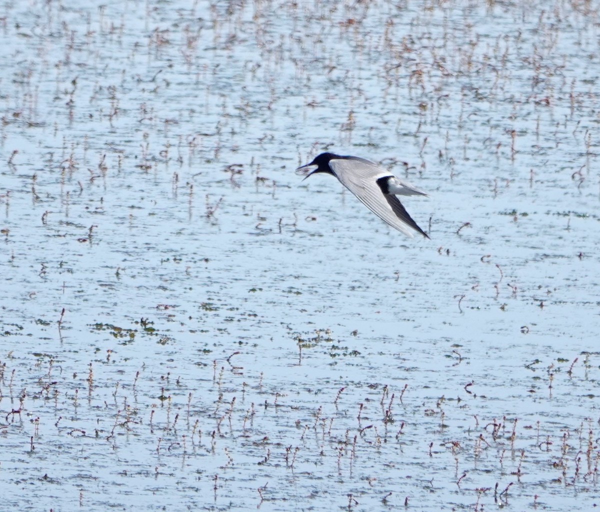 Black Tern - ML585161421