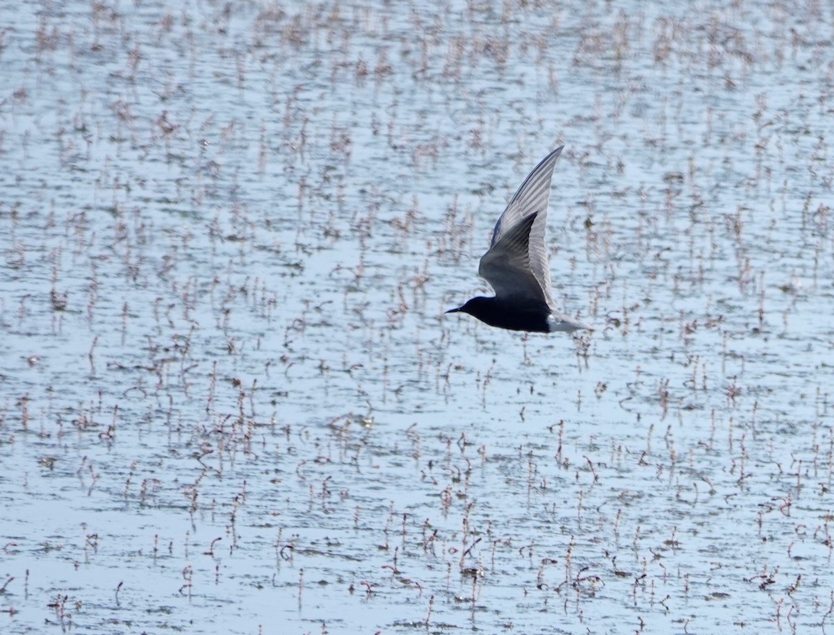 Black Tern - ML585161441