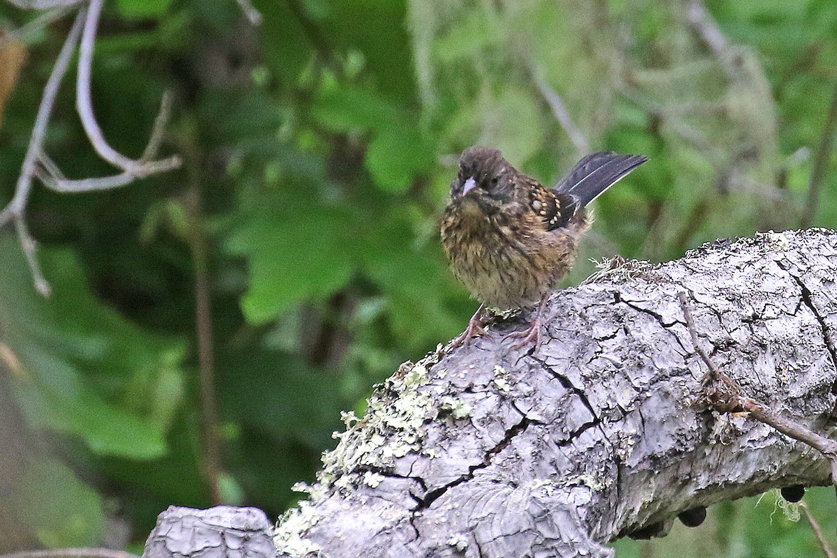 Spotted Towhee - Joan Tisdale