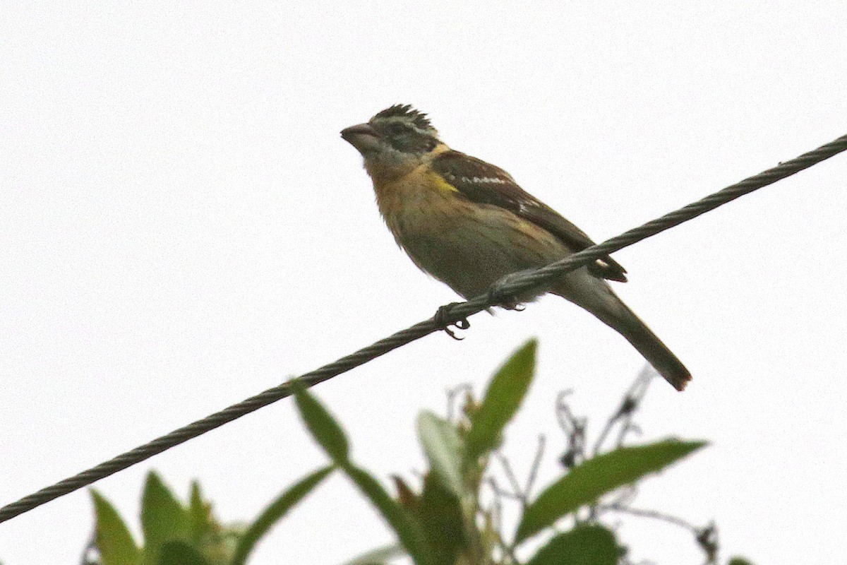 Black-headed Grosbeak - Joan Tisdale