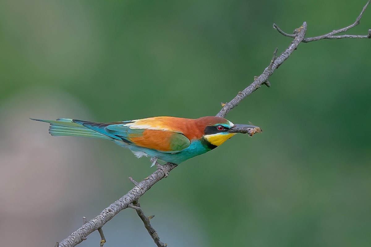 European Bee-eater - Rajkumar Das