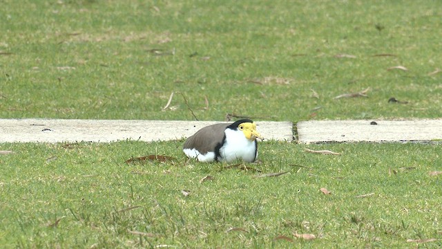 Masked Lapwing - ML585164371