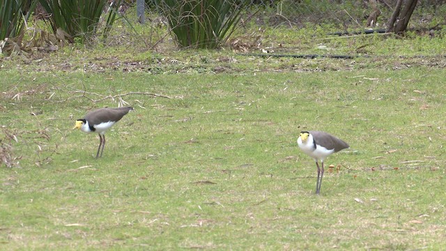 Masked Lapwing - ML585164391