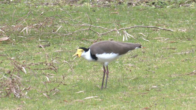 Masked Lapwing - ML585164411