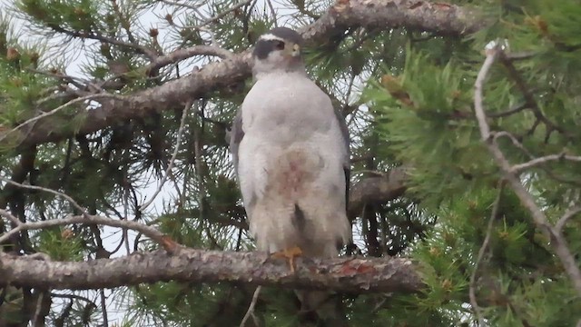 American Goshawk - ML585165251