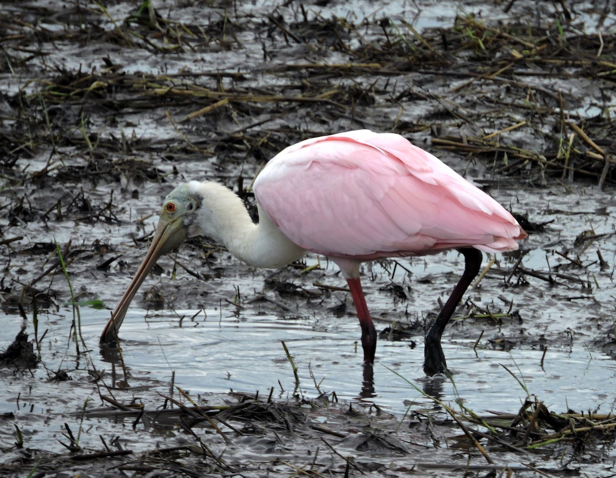 Roseate Spoonbill - ML585165261