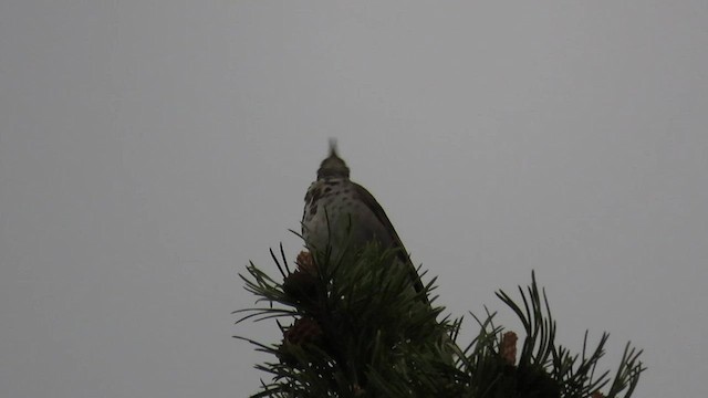 Hermit Thrush - ML585165381