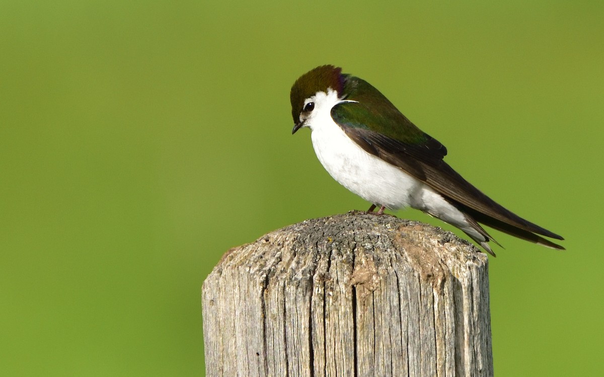 Violet-green Swallow - Don Weber