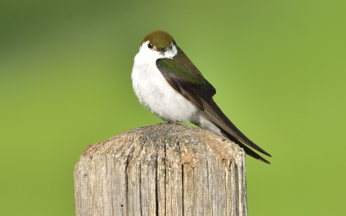 Violet-green Swallow - Don Weber